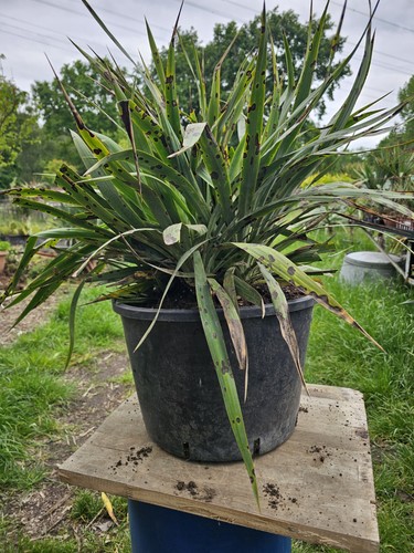 Yucca recurvifolia 80cm - 6,