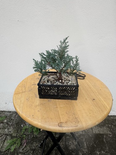 Bonsai prebonsai - bonsai, /prebonsai