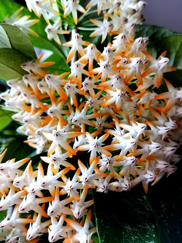 Wachsblume hoya multiflora sv - multiflora, *sv