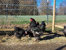 10 Bruteier der Brahma in