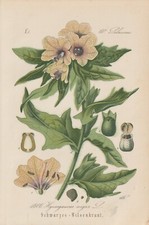 Schwarzes Bilsenkraut