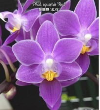 Phal equestris red - equestris, 'red'