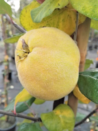 Apfelquitte konstantinopeler - apfelquitte,