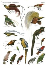 Altes Dokument Paradiesvögel - Papageien aus dem Buch von 1953