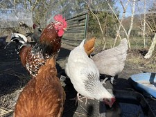 10 Stück (Keine) Bruteier Zweinutzungshühner