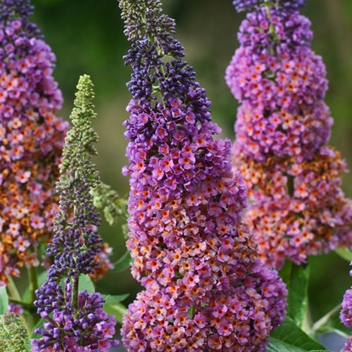 Buddleja schmetterlingsstrauch - buddleja,