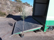 Olivenbaum, Olea europaea