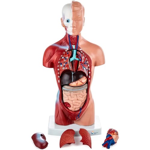 Torso körpermodell herz - körpermodell,