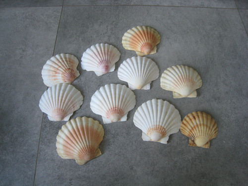 Jakobsmuscheln 8 5 10 - 10, 8,5-10
