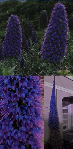 Wächst blumentopf zu - wächst,
