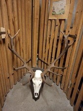 Kap.Rehbock Unger. 14er