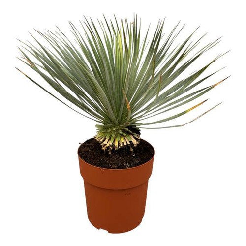 Palmlilie yucca rostrata - yucca,