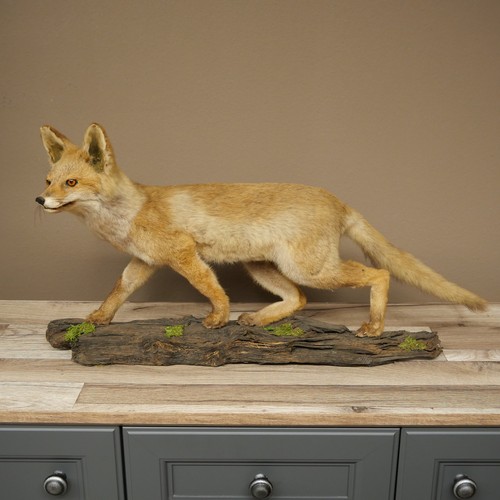 Fuchs junger rotfuchs laufend - fuchs,