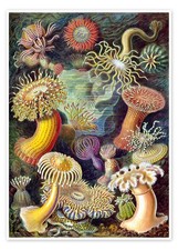 Poster Seeanemonen, Actiniae (Kunstformen der Natur, 1899) - Ernst Haeckel