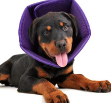 Halskrause für Kleine Hunde  , Schutzkragen Hund,  Leckschutz Atmungsaktiver