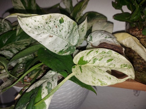 Epipremnum pinnatum marble - pinnatum,