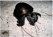 Einsiedlerkrebs Schmuckblatt 1.2