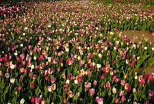 @/(◕‿◕)@ ANGEBOT 100 Tulpen Mischung Tulpenzwiebeln Blumenzwiebeln Gr.9,5/10 L