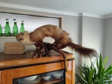 Tierpräparat Marder, Jagd