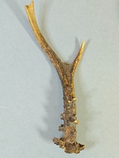 Natural Roe Deer Antler