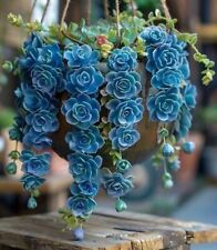 Sale2132 Echeveria blue Sky Succulents 5 Samen