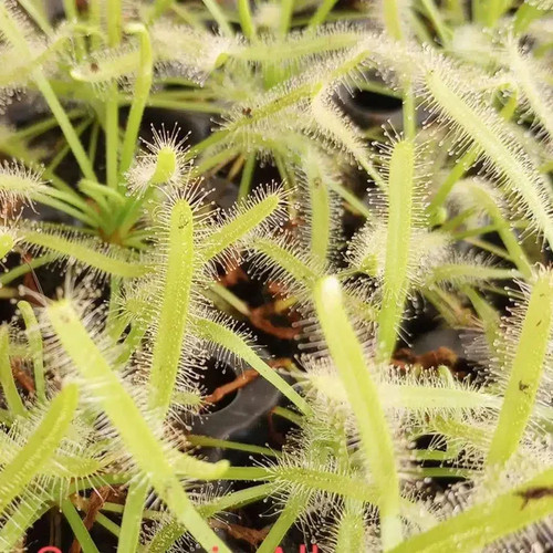 Drosera capensis alba - drosera,