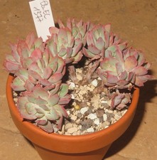 Echeveria cv Luella EB-EC1377-T9 Culture Plants Sukkulente Sammlung
