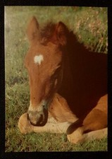 Pferdepostkarte, AK Pferde