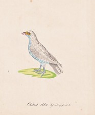 snowy sheathbill Vogel bird oiseaux birds Aquarell Zeichnung dessin drawing