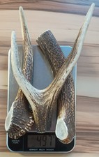 Geweih Stange Rothirsch Abwurf