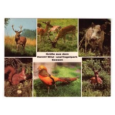 AK Harzer Wild- und Vogelpark Seesen / Eichhörnchen, Goldfasan (Vögel, Zoo)