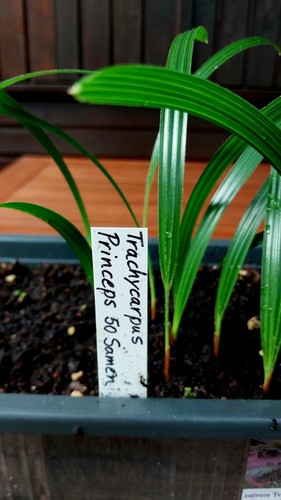 Trachycarpus princeps - trachycarpus,