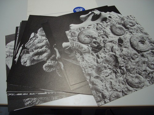 Bilder fossilien - bilder,
