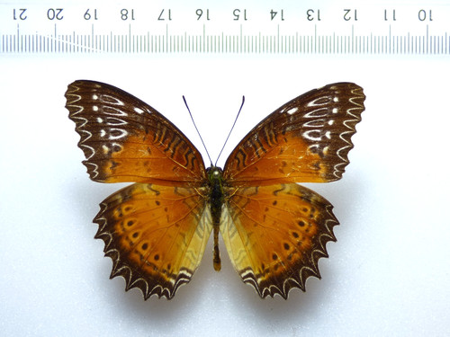 Entomologie schmetterling - entomologie,,