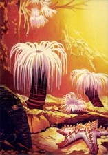 Künstler Ak Wendt, Seerosen, Seestern, Röhrenwürmer, Curta und Co... - 11361229