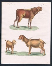 Ziege Ägypten Egypt goat