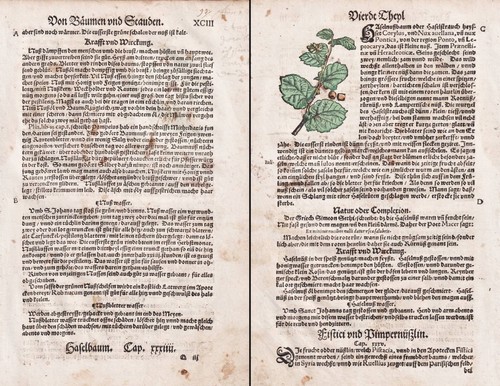 Haselnuss walnüsse nussbaum - walnüsse,