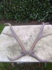 Schöne  Paßstangen Abwurfstangen vom Rothirsch /  Rotwild Hirsch Geweih