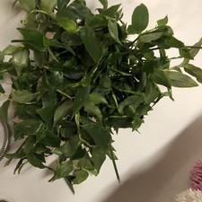 5  Ableger Tradescantia  grün
