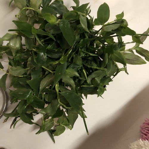 Ableger tradescantia grün - ,