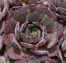 Sempervivum, Dachwurz, Sorte