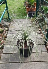 Yucca Elata ca. 70cm