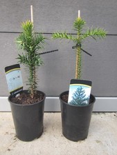 2x Araucaria araucana