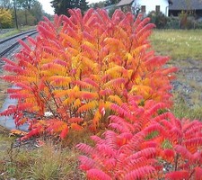 SAMEN Pflanzen-Beet SUMACH grell Essigbaum Wintergarten Pflanzensamen Veranda