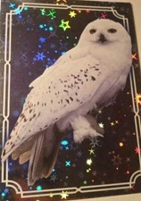 HARRY POTTER EVOLUTION TRADING