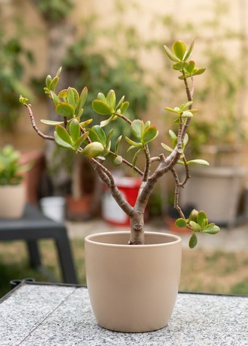 Glückbaum geldbaum - geldbaum, /