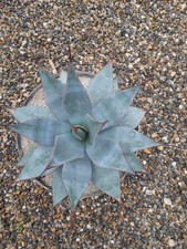 Agave neomexicana 25cm - agave, neomexicana,