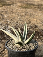 Agave victoria-reginae