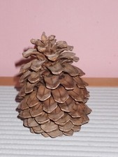 Naturprodukt: Großer Pinienzapfen ca. 13 hoch, etwa 9 cm breit