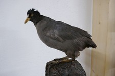 Altes Tierpräparat Bläshuhn